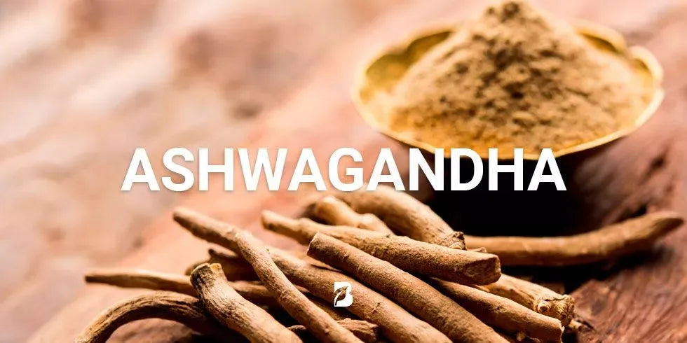 Ashwagandha Root: 8 Beneficios Clave para tu Salud