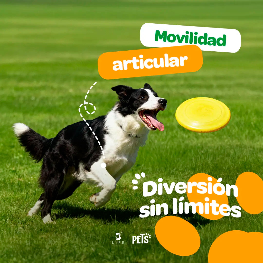 joint-force-suplemento-mascotas-articular-perros-gatos-en-polvo
