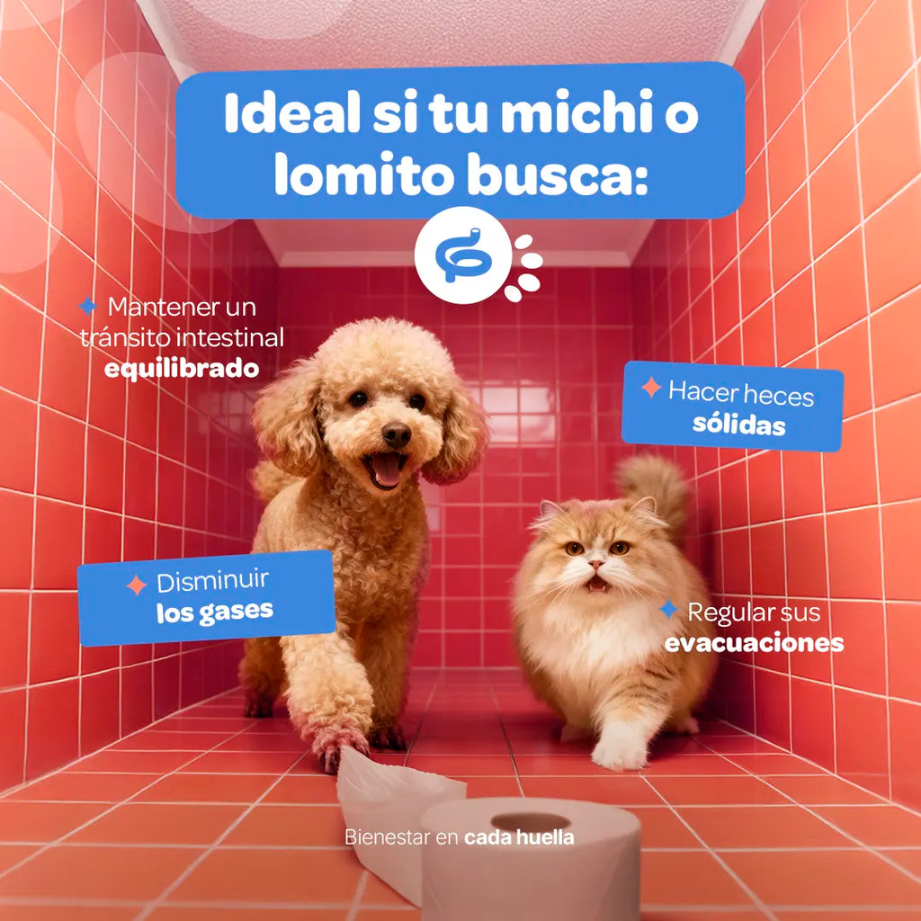 prebiotics-digestive-suplemento-mascotas-prebioticos-perros-gatos-en-polvo